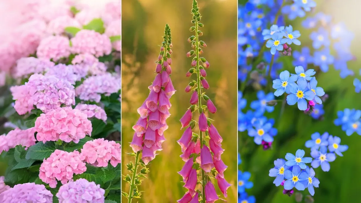 Flowers You Shouldn’t Deadhead
