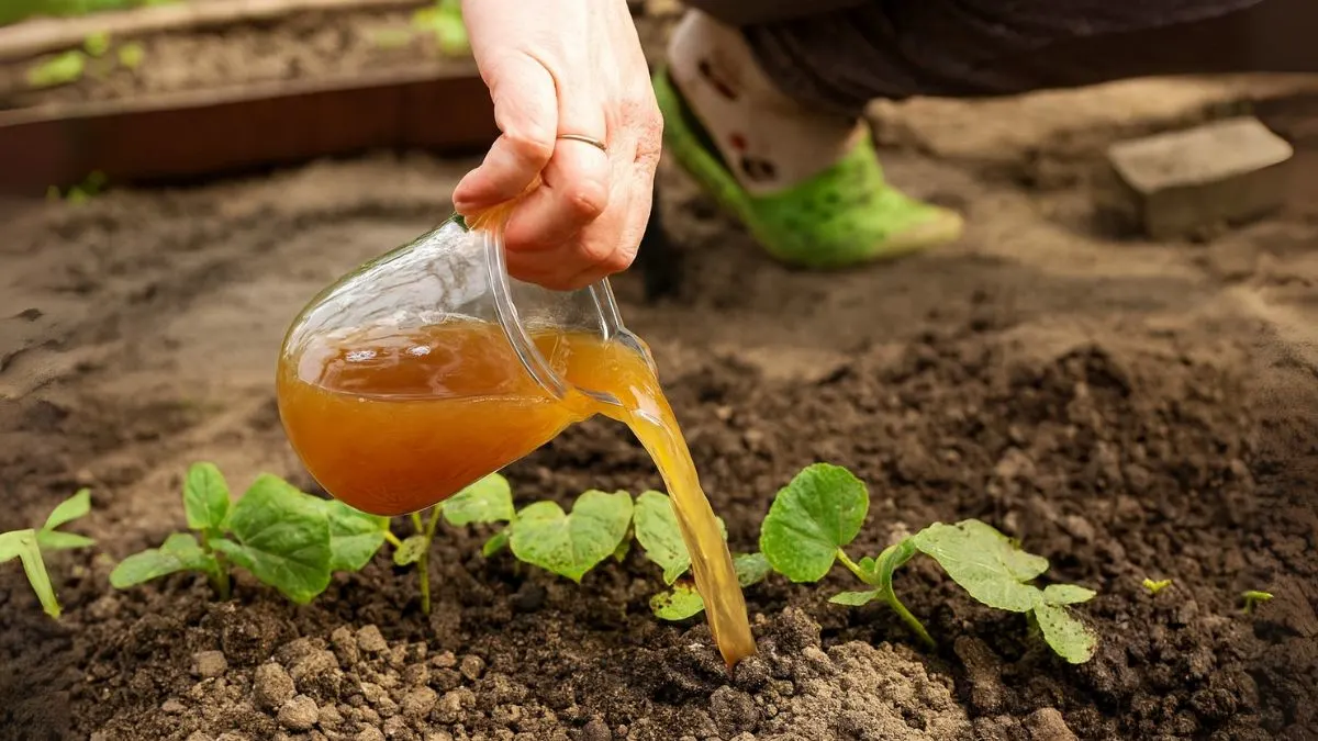 Homemade Organic Fertilizer: Simple Ways to Nourish Your Plants Naturally