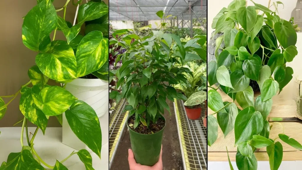 These 3 Houseplants Practically Grow Overnight—Perfect for Beginners