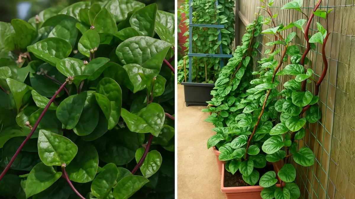 Malabar Spinach: The Perennial Green You Need in Your Garden