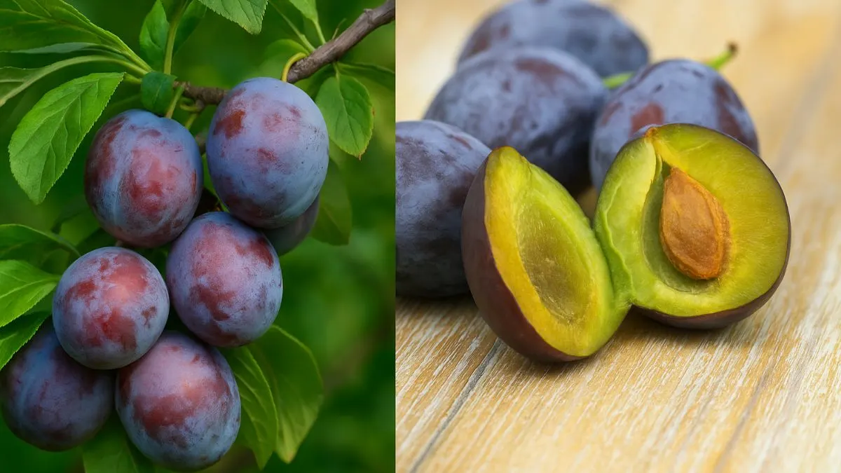 Turn a Single Plums Pit into a Thriving Tree—Here’s the Secret
