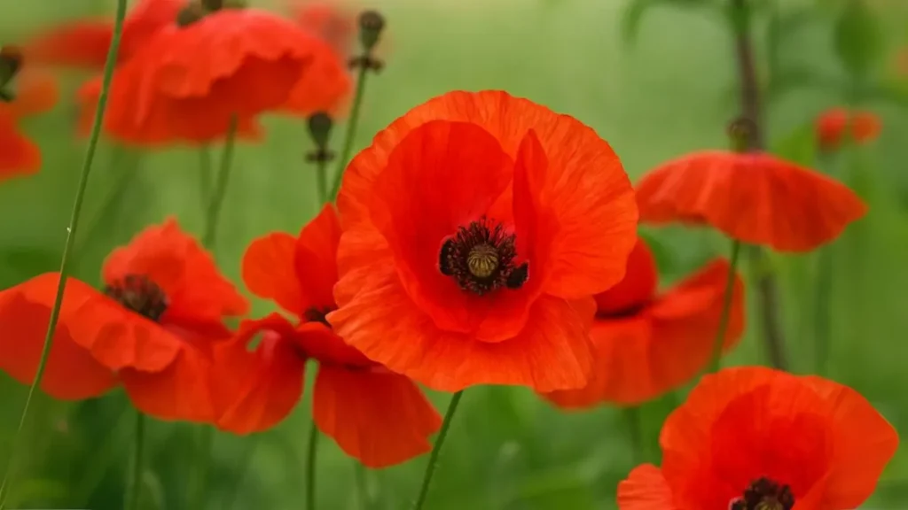 How to Grow Poppies From Seed (and Get Gorgeous Flowers!)
