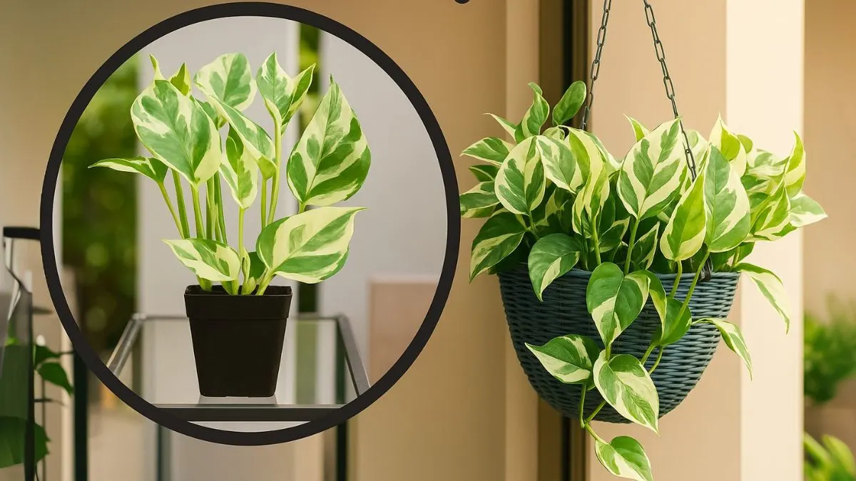 Pothos Plant: The Easiest Indoor Plant You’ll Ever Grow