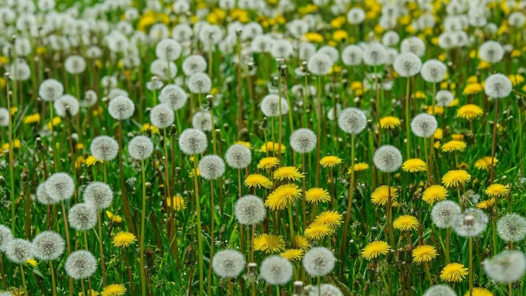 Weeds: Nature’s Free Soil Test in Your Garden
