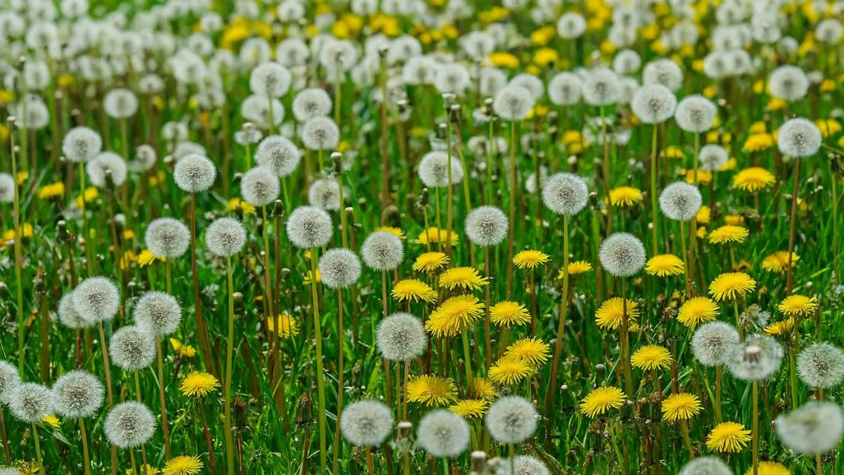 Weeds: Nature’s Free Soil Test in Your Garden