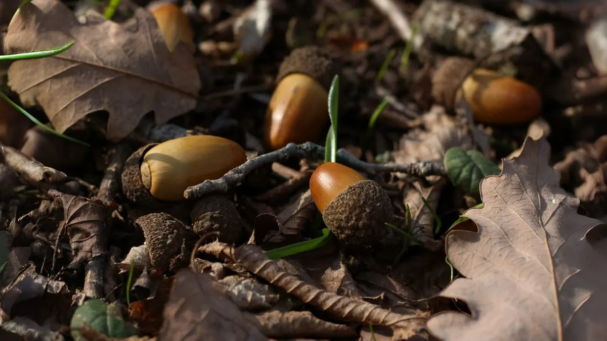 Oak Trees Are Raining Acorns—Is It Normal or a Warning Sign?