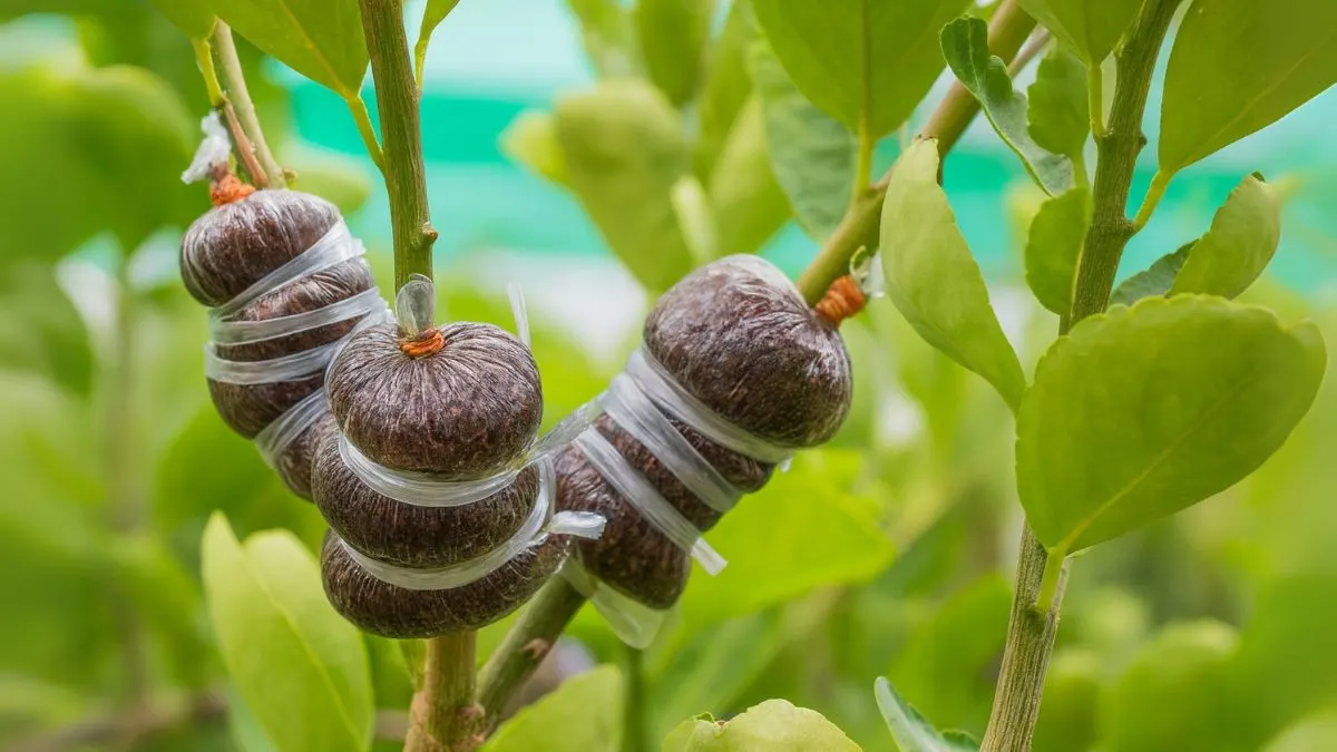 Grow Plants Faster Without Soil or Seeds—Try Air Layering!