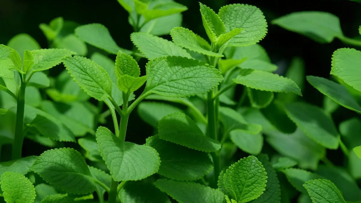 Grow Ajwain Patta at Home: The Miracle Leaf for Digestion & Colds