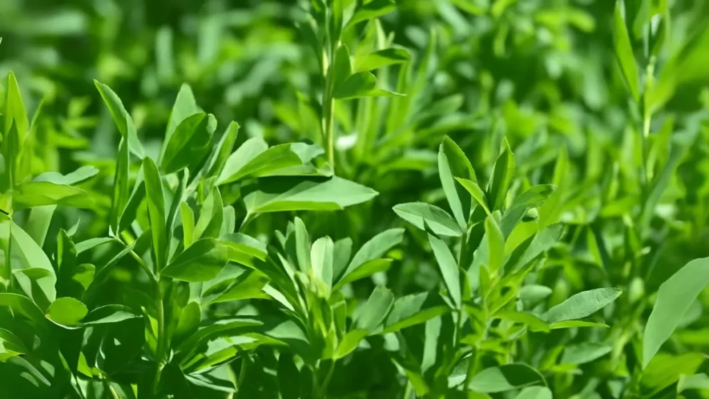 How to Grow Alfalfa Seeds (Lucerne Grass) Like a Pro