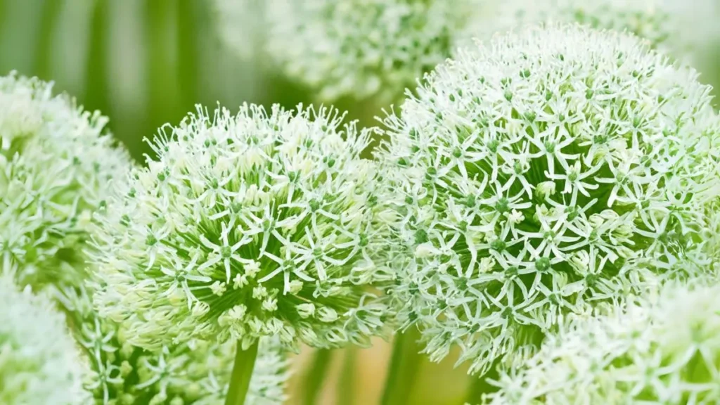 Alliums: The Fireworks of the Flower World