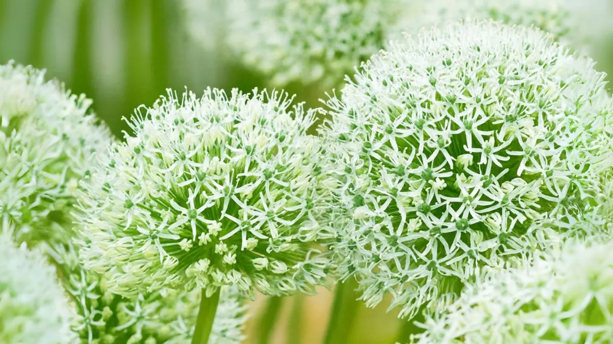 Alliums: The Fireworks of the Flower World
