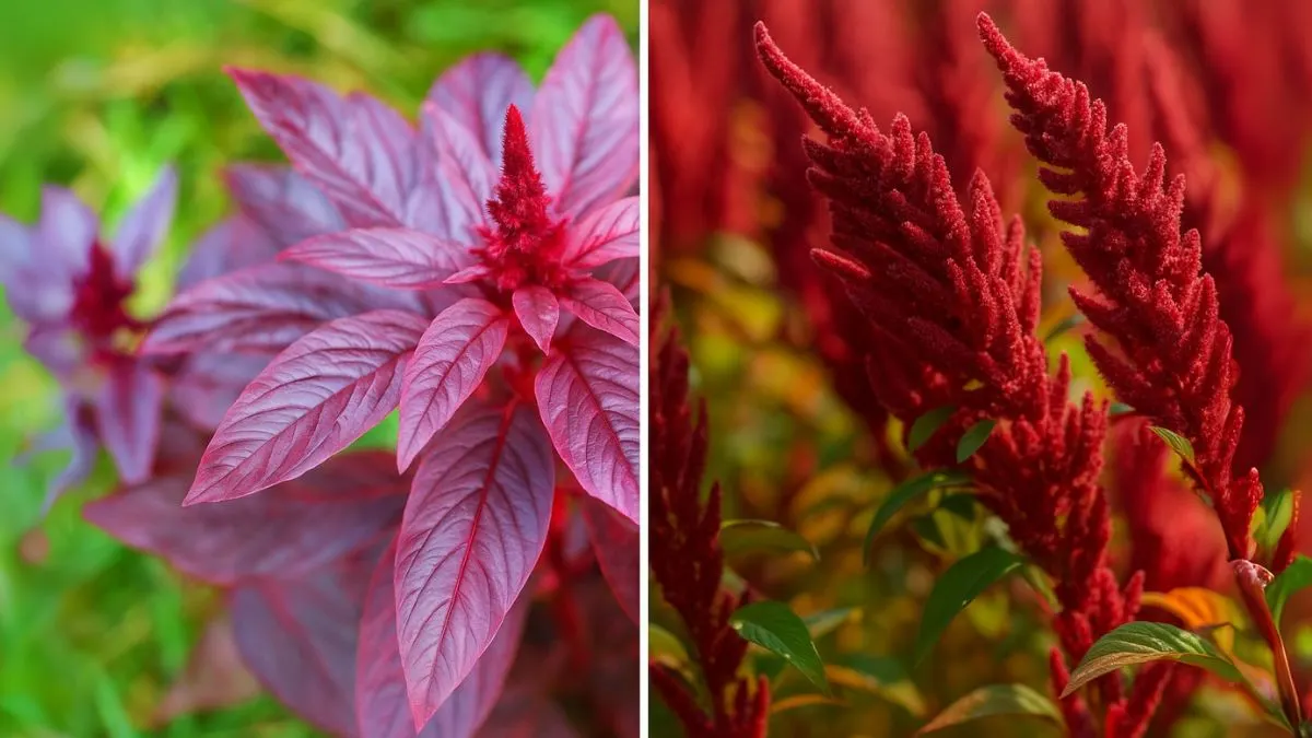 Amaranth: The Superfood Plant That Grows Like a Weed