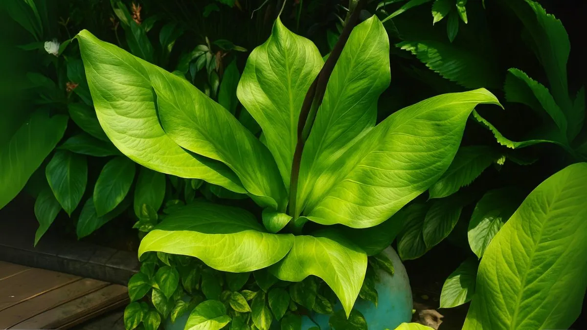 Why This Anthurium Is the Ultimate Low-Light Luxury Plant