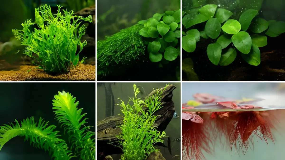 Aquarium Plants Fish Actually Love