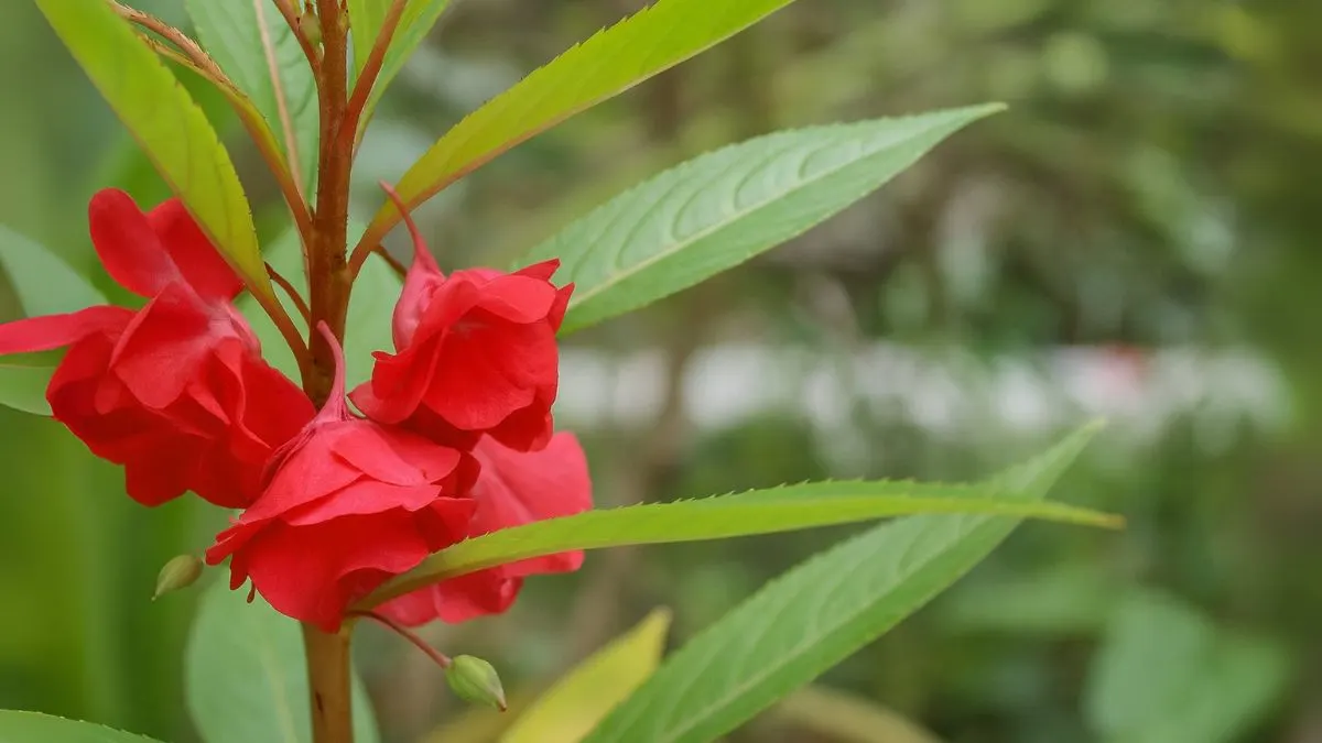 Balsam Flowers: The Old-School Annual That’s Making a Comeback!