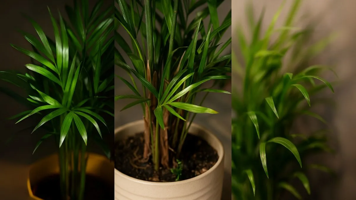 Bamboo Palm Care Mistakes You Didn’t Know You Were Making (Until Now)
