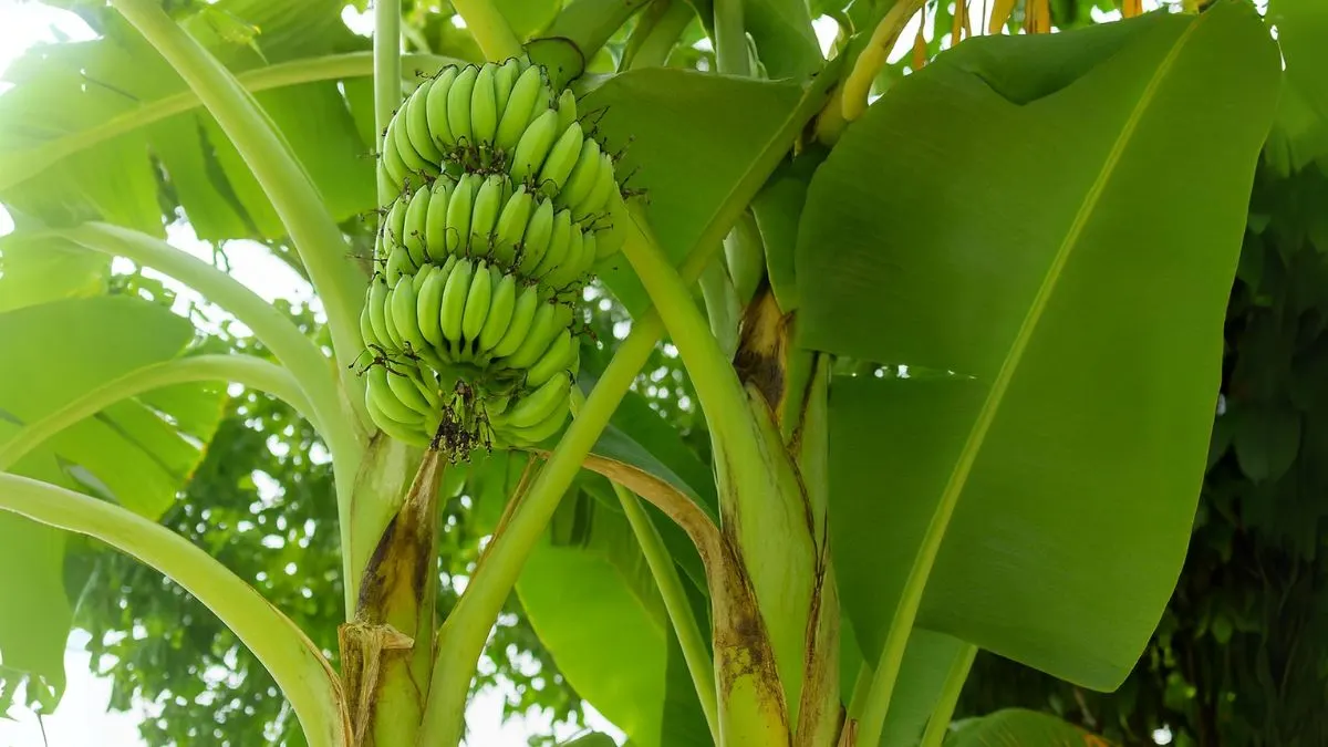 Banana Tree Benefits No One Told You About
