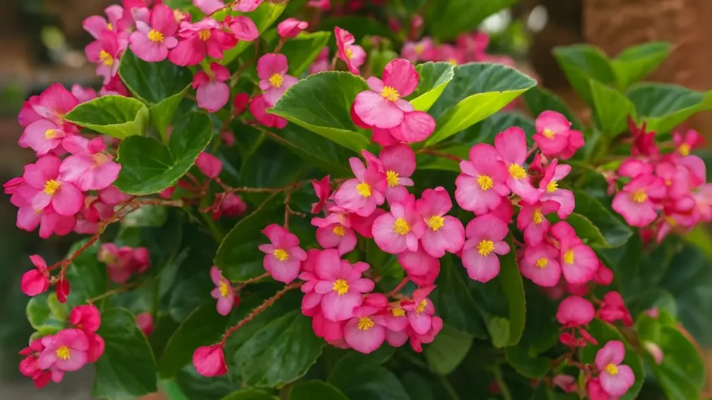 Begonia Magic: The One Flower That Blooms Indoors Without Fuss