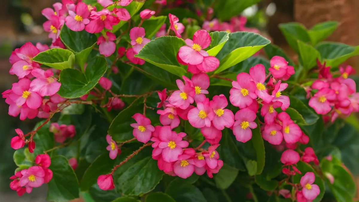 Begonia Magic: The One Flower That Blooms Indoors Without Fuss