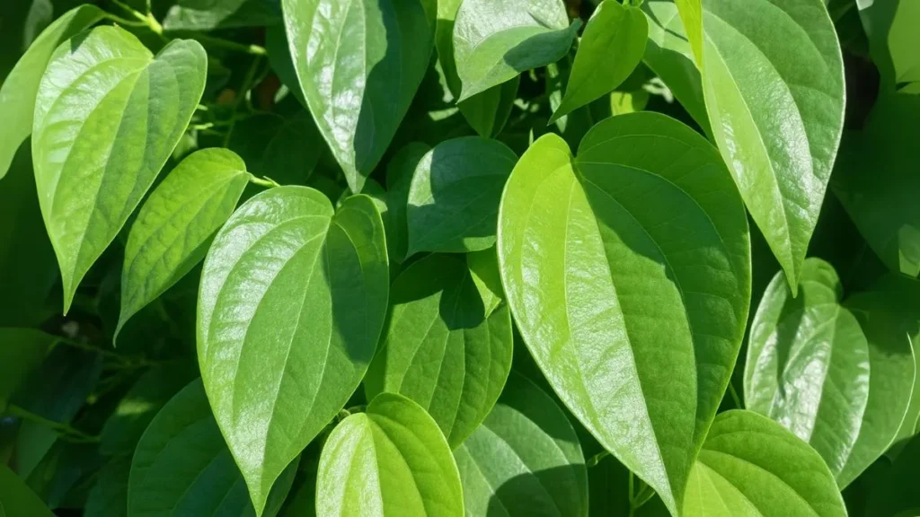 Betel Leaf Plant: Grow It Once, Harvest Benefits for Years
