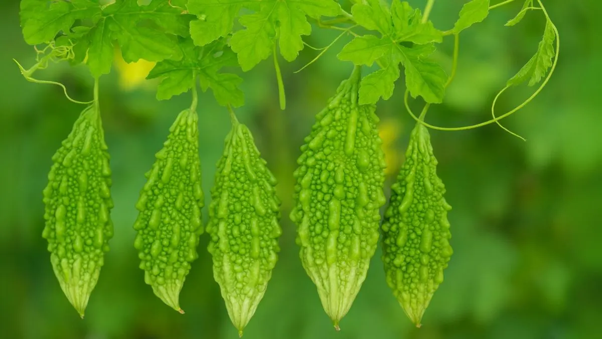 Why Bitter Gourd is the Easiest Summer Veggie to Grow
