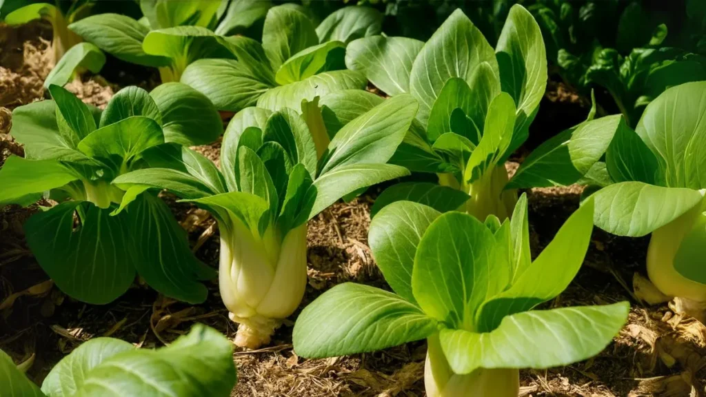 The Secret to Growing Juicy Bok Choy in Your Kitchen Garden