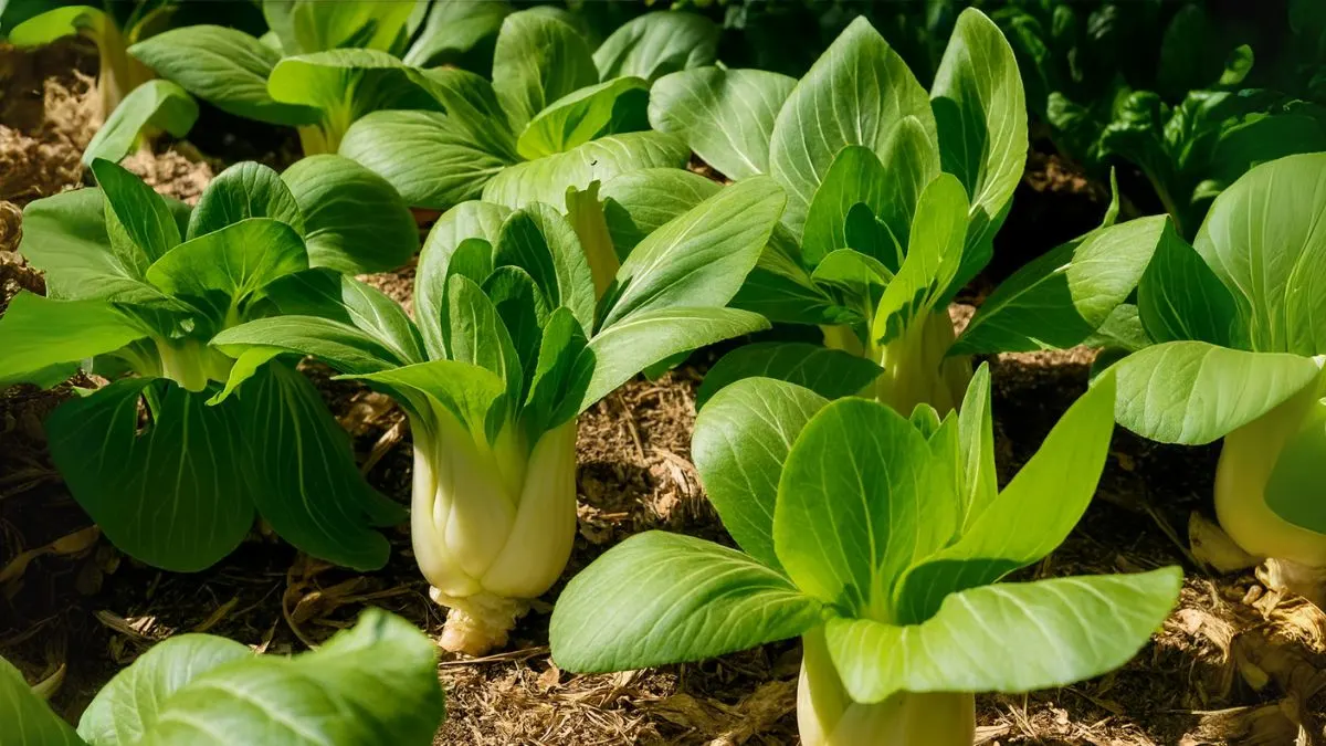 The Secret to Growing Juicy Bok Choy in Your Kitchen Garden
