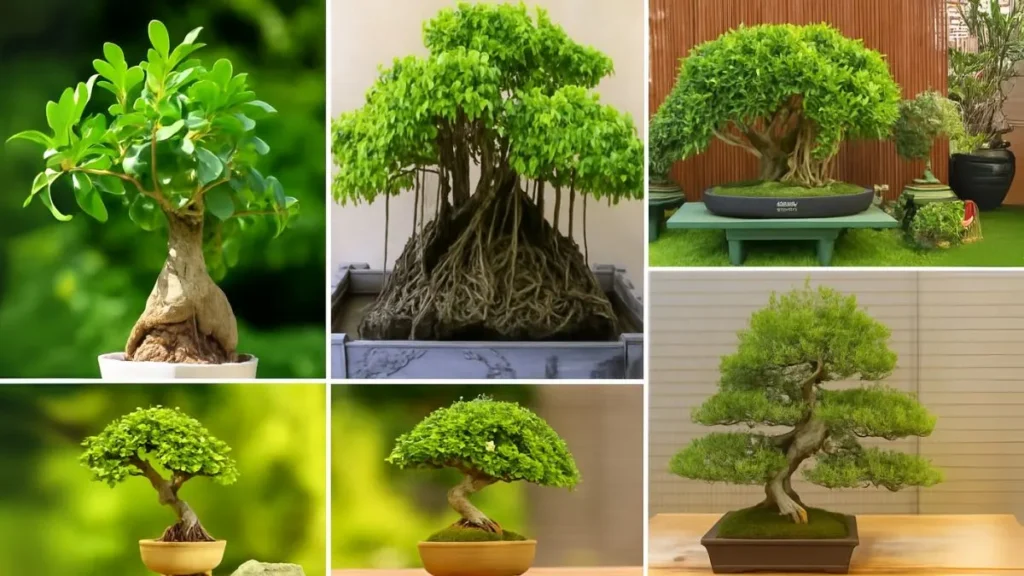 These Bonsai Varieties Will Steal Your Heart
