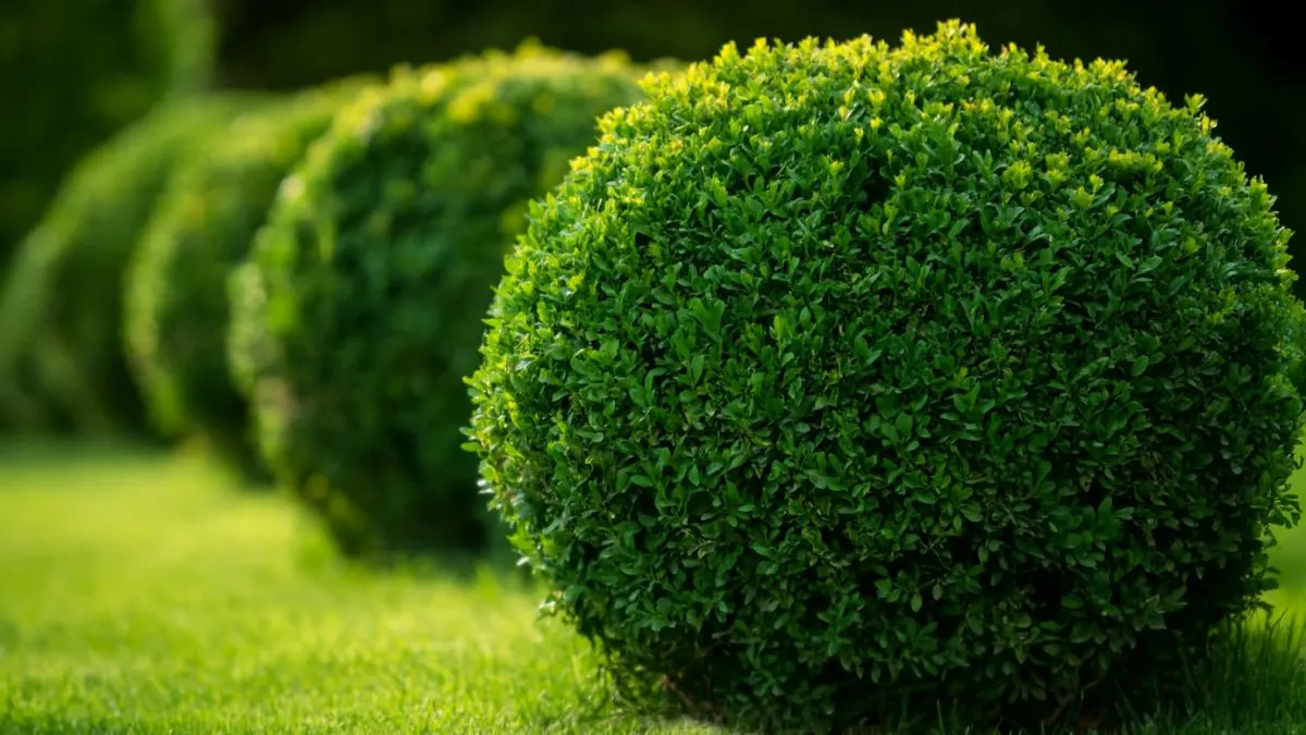 The Secret to Keeping Your Boxwood Green, Dense, and Disease-Free