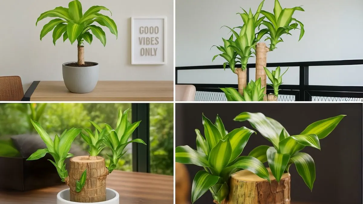 Brazilian Lucky Wood: The Tree That Brings Fortune, Style, and Oxygen Indoors