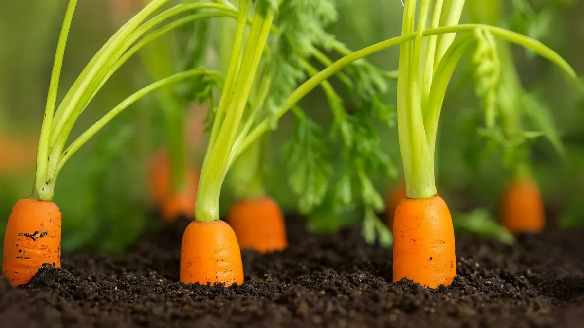 Best Way to Grow Carrots in Containers: Zero Crack, Full Crunch!