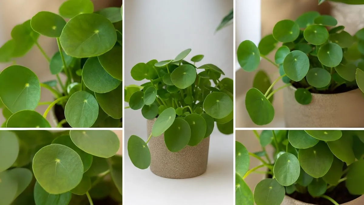 Chinese Money Plant Care: The Round-Leaf Beauty That Grows Easily
