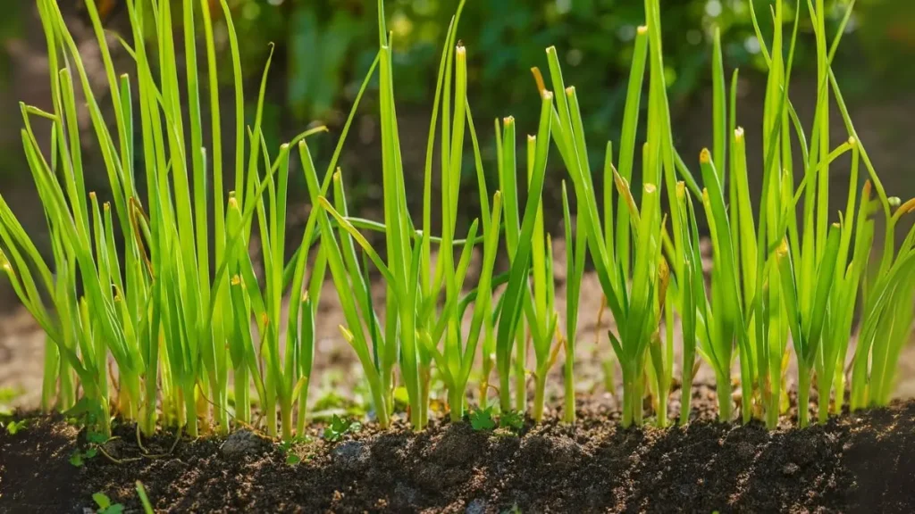 Grow Chives at Home—Even If You Forget to Water!