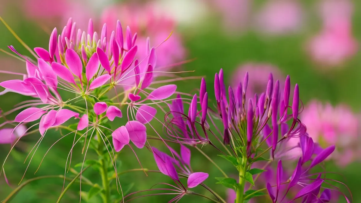 Grow Cleome for Bold Blooms That Bees and Hummingbirds Can’t Resist