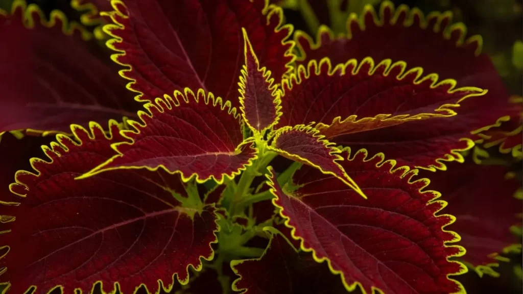 Coleus Plant: The Easiest Plant to Grow That Looks Like a Living Painting