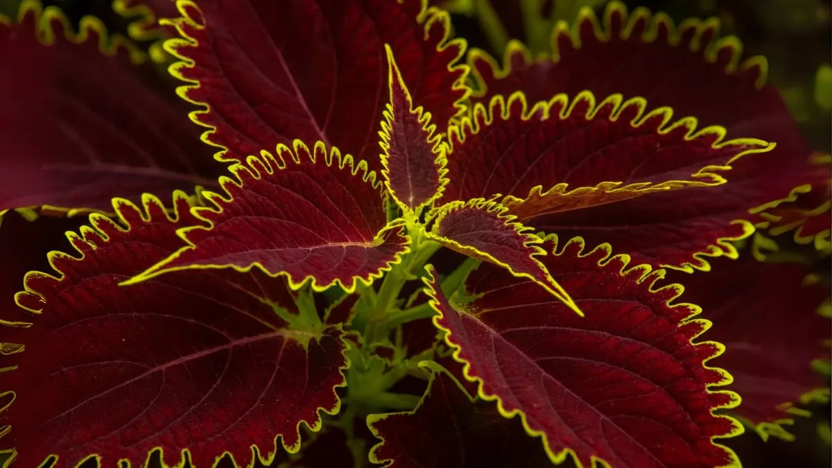 Coleus Plant: The Easiest Plant to Grow That Looks Like a Living Painting