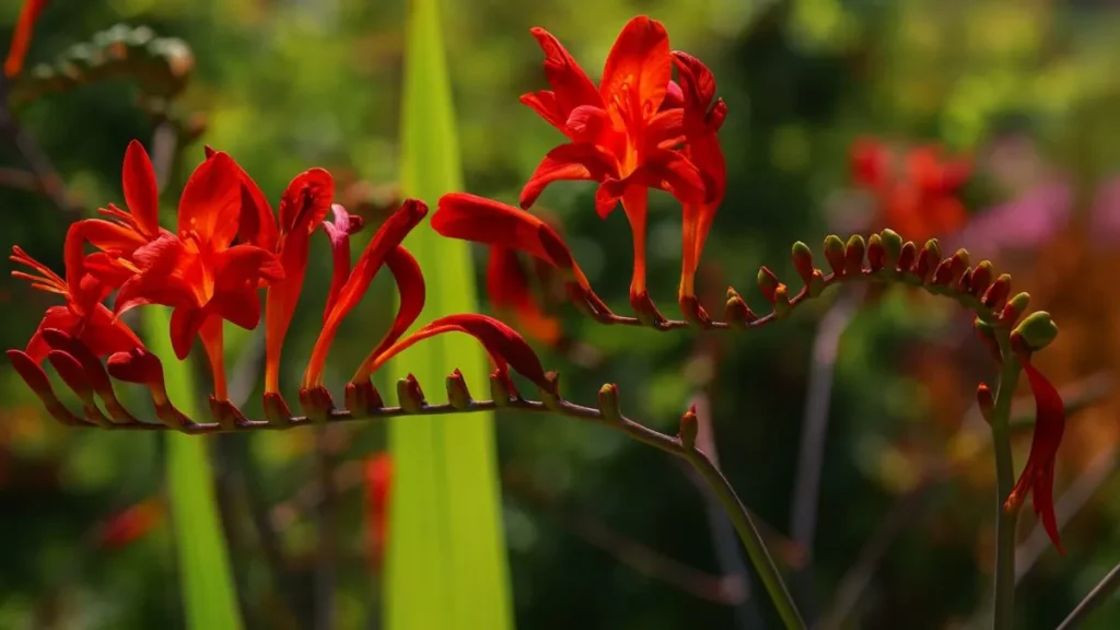 Crocosmia: The Drought-Resistant Flower That Makes Every Garden Pop