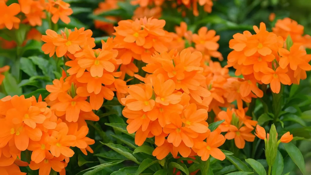 Your Step-by-Step Guide to Growing Crossandra