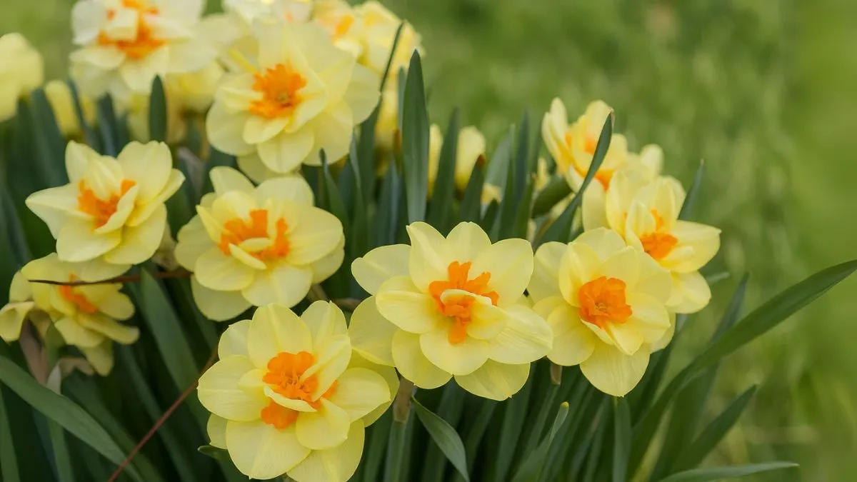 How to Make Daffodils Thrive Year After Year