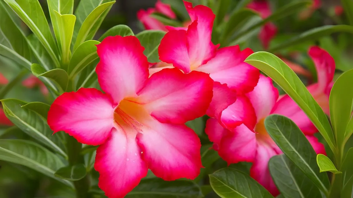 Grow the Exotic Desert Rose: More Than Just a Pretty Flower