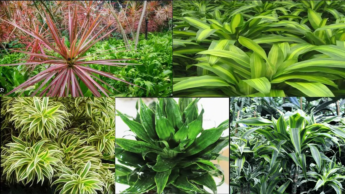 Stunning Dracaena Varieties You Can Grow Easily