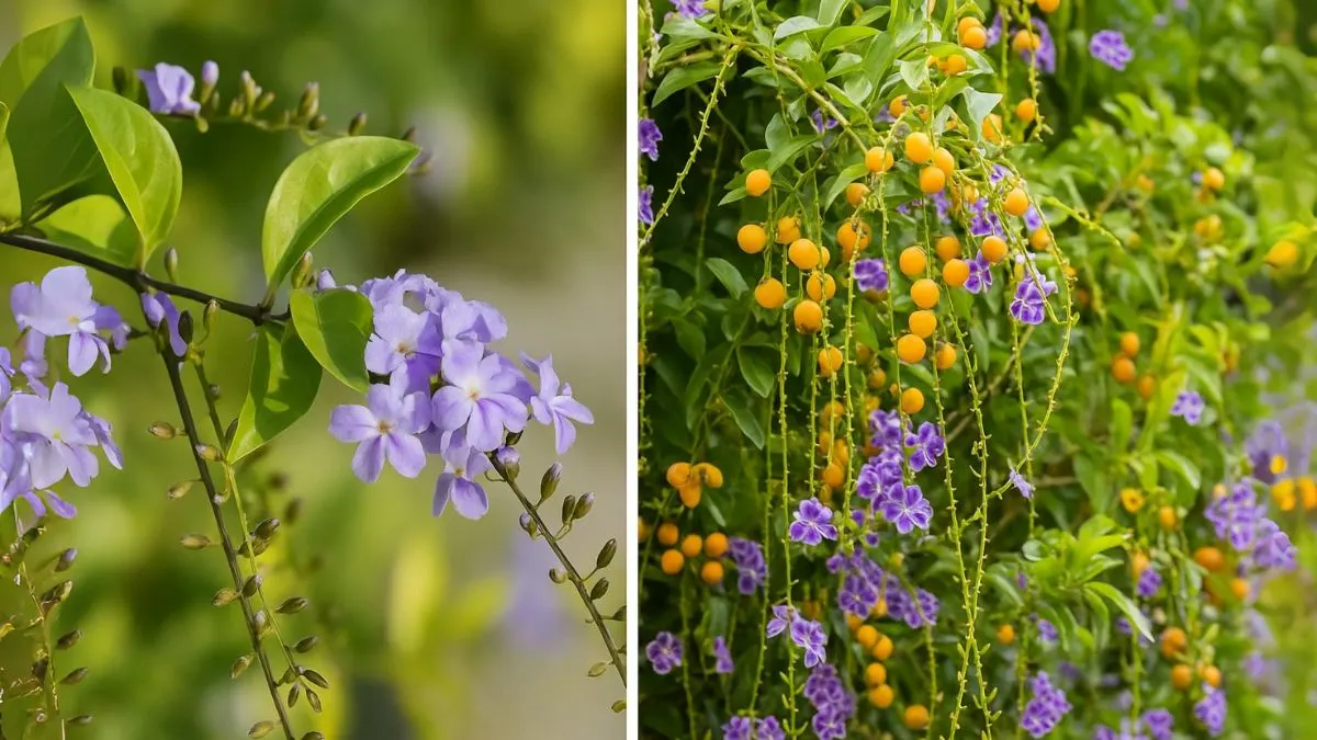 Duranta Erecta: The Low-Maintenance Beauty With Golden Berries