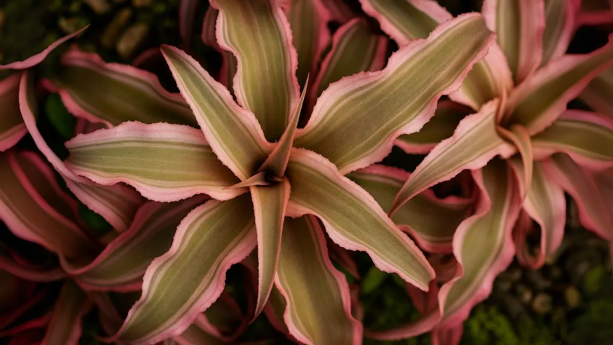 Earth Stars: The Boldest Plant You’re Not Growing Yet