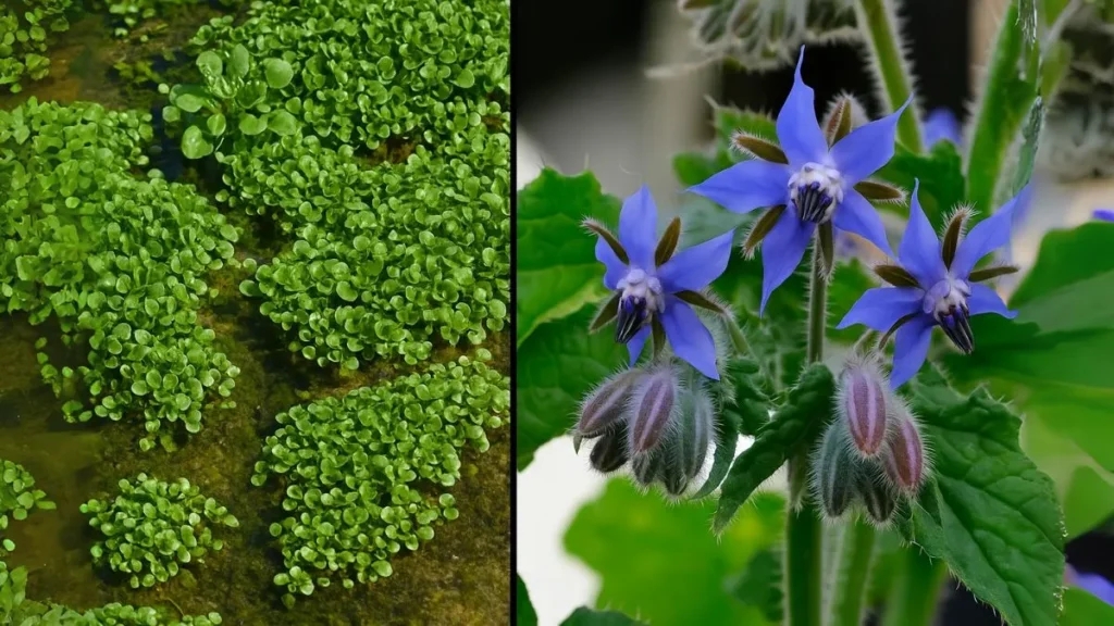 Grow These 7 Edible Plants in Just Water—No Soil, No Mess!
