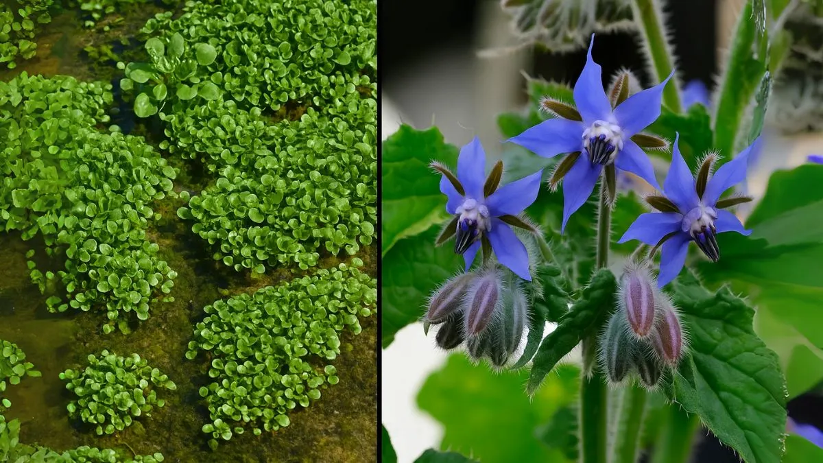 Grow These 7 Edible Plants in Just Water—No Soil, No Mess!