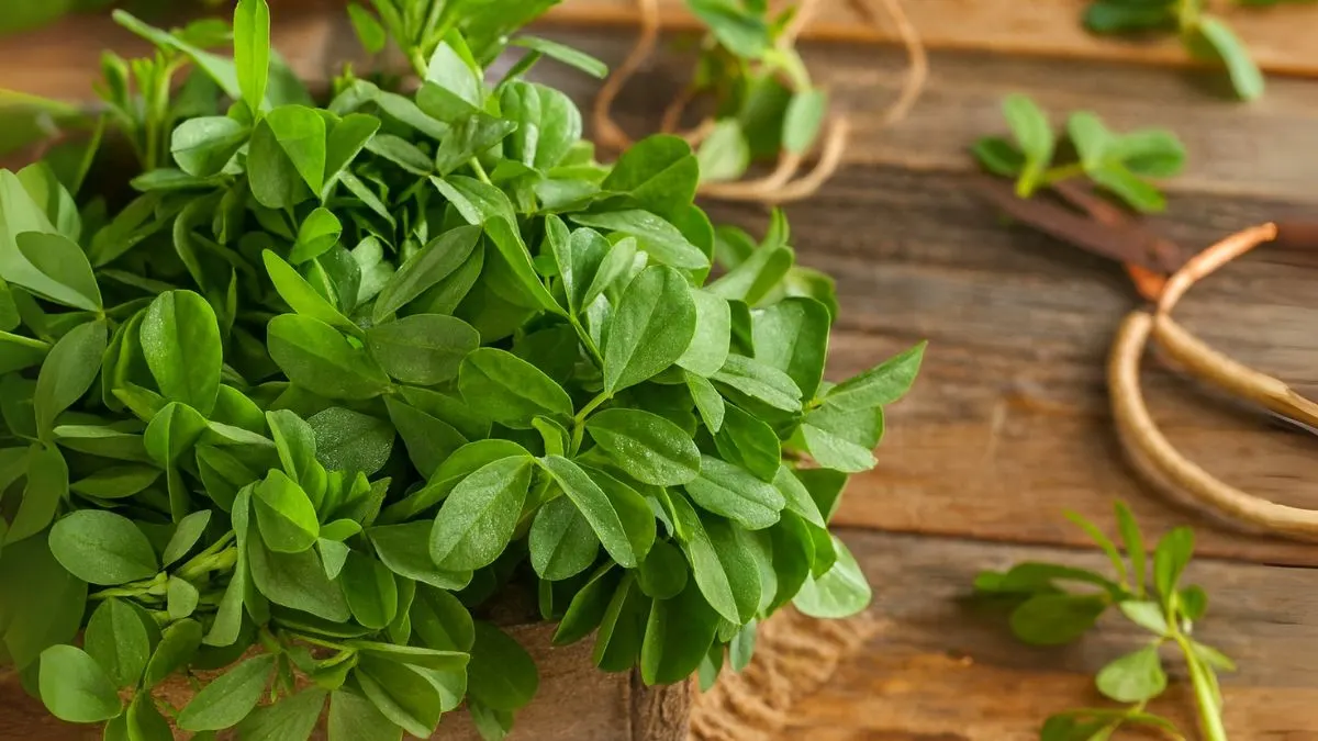 New to Gardening? Start With Fenugreek—Here’s Why
