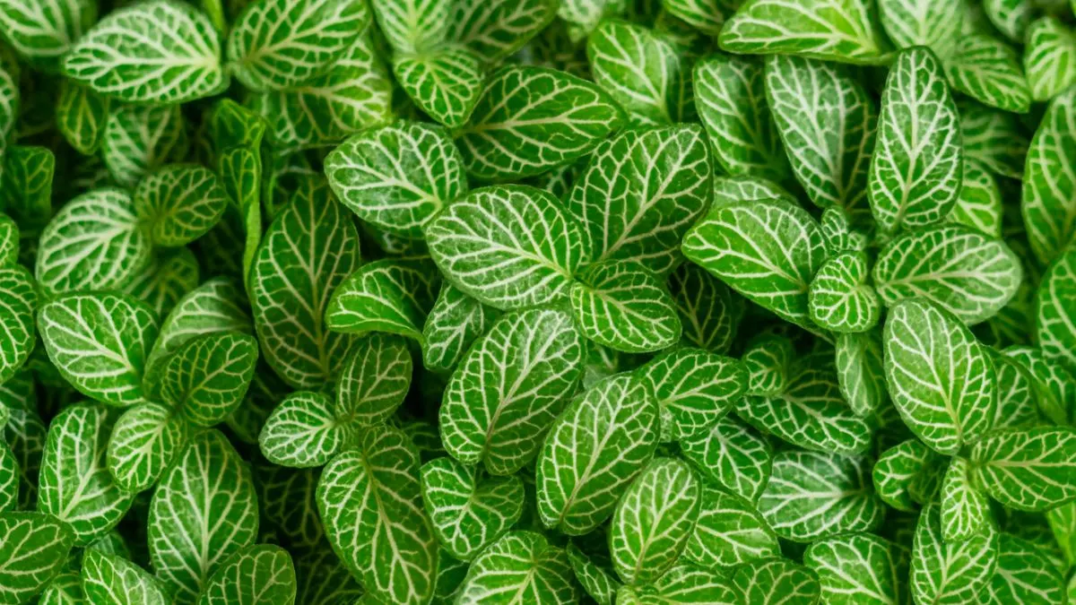 Fittonia Care Guide: The Truth About This Stunning But Sensitive Houseplant