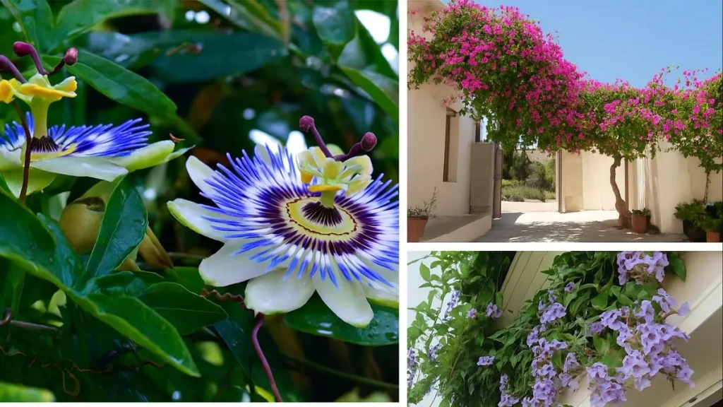 Evergreen Flowering Vines That Will Transform Your Garden Walls