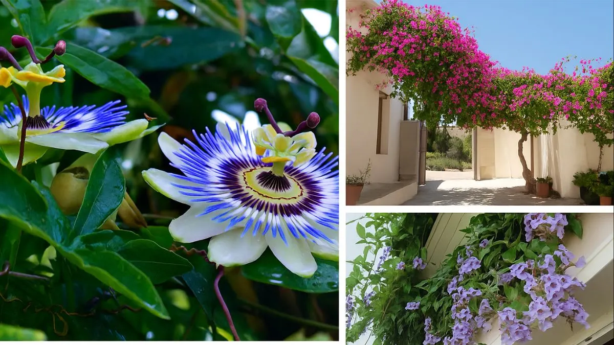 Evergreen Flowering Vines That Will Transform Your Garden Walls