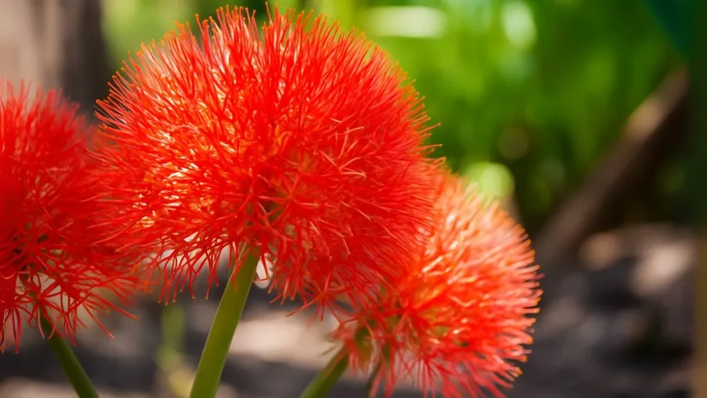 Football Lily: The Explosive Flower That Blooms Like Fireworks!